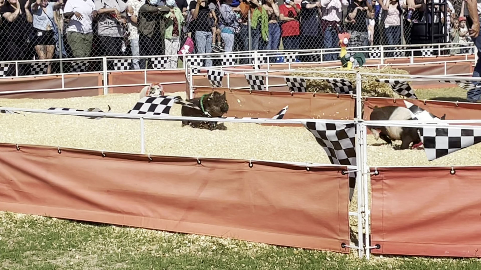 Pig Race Clip